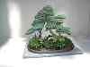 bonsai35.jpg